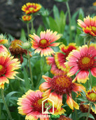 Indian Blanket – Firewheel – 200 Seeds