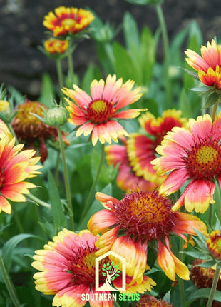 Indian Blanket – Firewheel – 200 Seeds