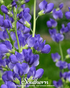 Wild Blue Indigo – 35 Seeds