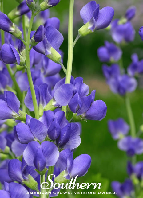 Wild Blue Indigo – 35 Seeds
