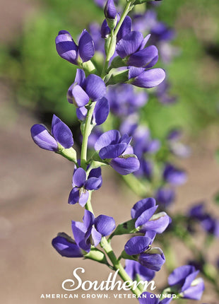 Wild Blue Indigo – 35 Seeds