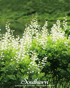 Wild White Indigo – 35 Seeds
