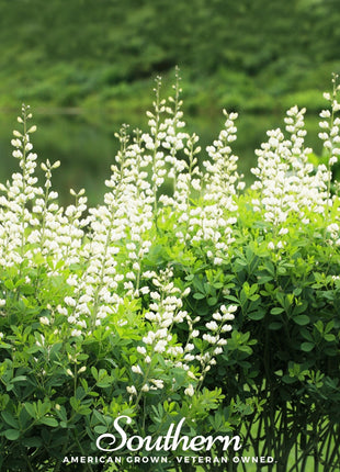 Wild White Indigo – 35 Seeds