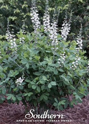 Wild White Indigo – 35 Seeds