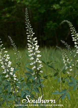 Wild White Indigo – 35 Seeds