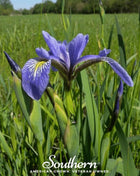 Northern Blue Flag Iris – 25 Seeds
