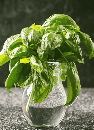 Italian Large Leaf Basil – 250 Seeds