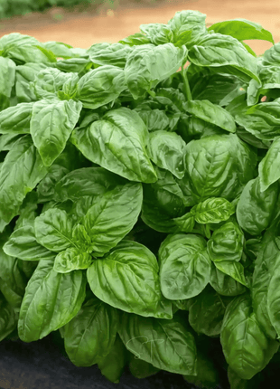 Italian Large Leaf Basil – 250 Seeds