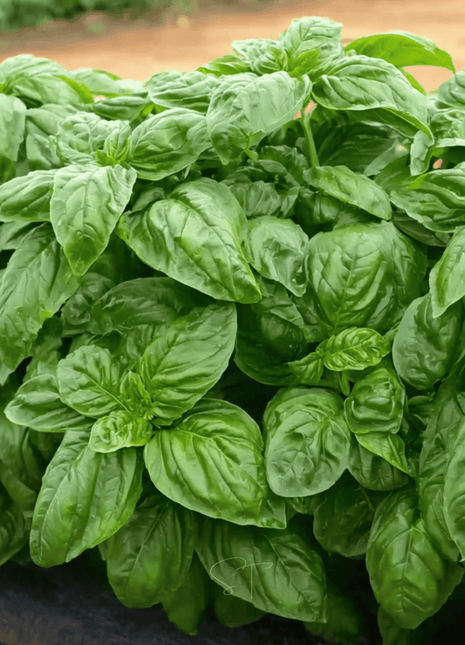Italian Large Leaf Basil – 250 Seeds