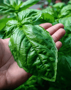 Italian Large Leaf Basil – 250 Seeds