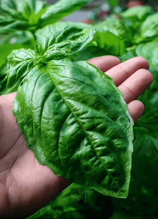 Italian Large Leaf Basil – 250 Seeds