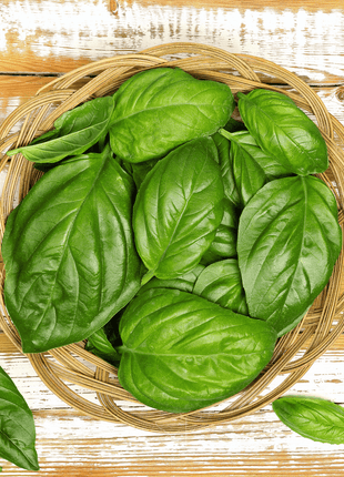 Italian Large Leaf Basil – 250 Seeds