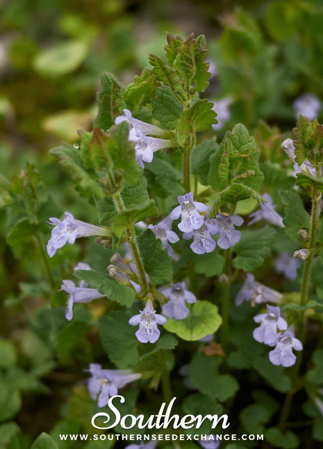 Ground Ivy – 25 Seeds