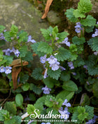 Ground Ivy – 25 Seeds