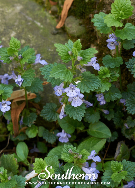 Ground Ivy – 25 Seeds