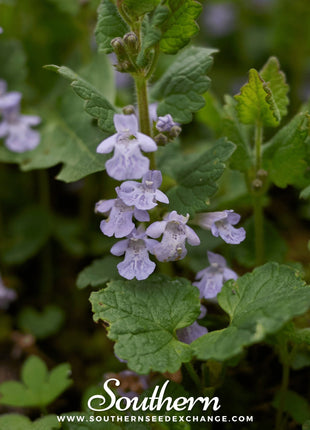 Ground Ivy – 25 Seeds