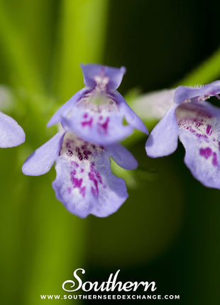 Ground Ivy – 25 Seeds