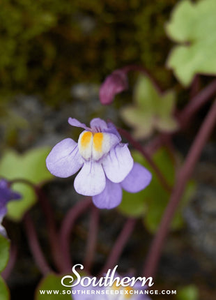Kenilworth Ivy – 100 Seeds
