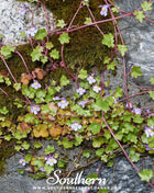 Kenilworth Ivy – 100 Seeds