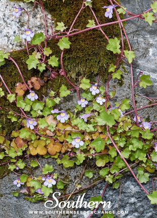 Kenilworth Ivy – 100 Seeds