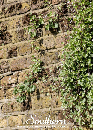 Kenilworth Ivy – 100 Seeds