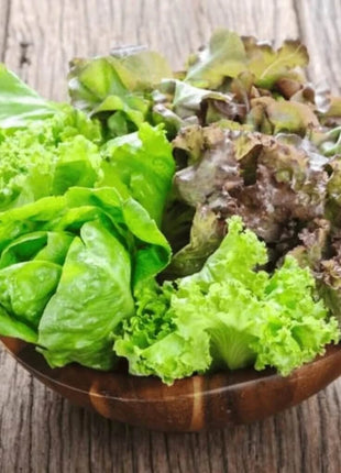 Bibb Summer Lettuce – 500 Seeds
