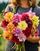 Early Bird Dahlia – 25 Seeds