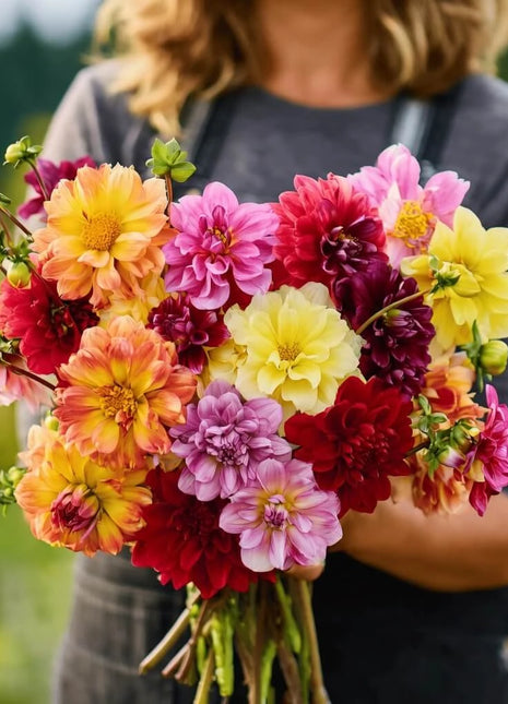 Early Bird Dahlia – 25 Seeds