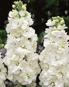 White Goddess Column Stock – 50 Seeds
