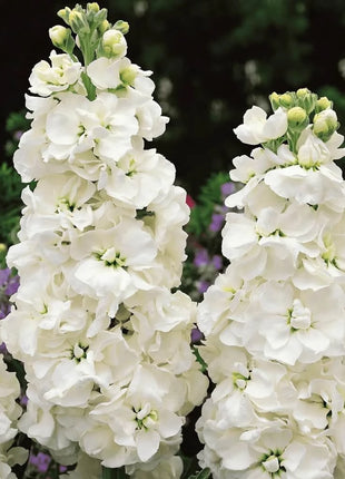 White Goddess Column Stock – 50 Seeds
