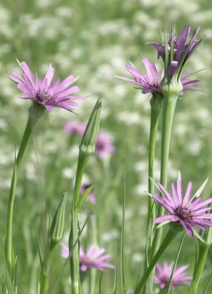 Mammoth Sandwich Island Salsify – 50 Seeds