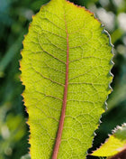 Wild Lettuce – 20 Seeds