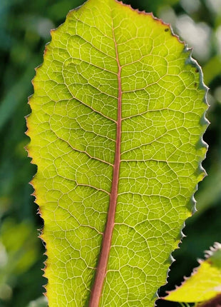 Wild Lettuce – 20 Seeds