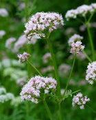 Valerian – 100 Seeds