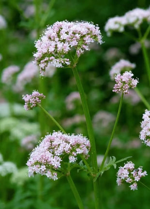 Valerian – 100 Seeds