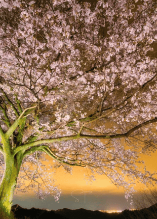Japanese Flowering Cherry Tree - 10 Seeds