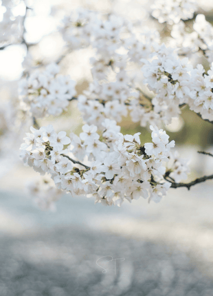 Japanese Flowering Cherry Tree - 10 Seeds