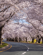 Japanese Flowering Cherry Tree - 10 Seeds