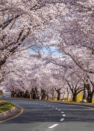 Japanese Flowering Cherry Tree - 10 Seeds