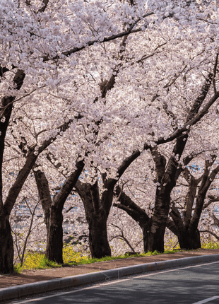 Japanese Flowering Cherry Tree - 10 Seeds