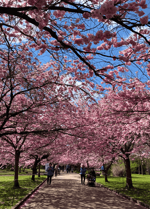 Japanese Flowering Cherry Tree - 10 Seeds