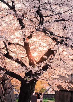 Japanese Flowering Cherry Tree - 10 Seeds