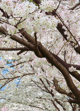 Japanese Flowering Cherry Tree - 10 Seeds