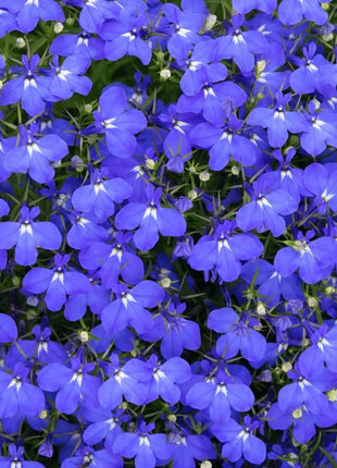 Blue Carpet Lobelia – 100 Seeds