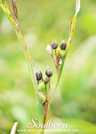 Job’s Tears – 10 Seeds