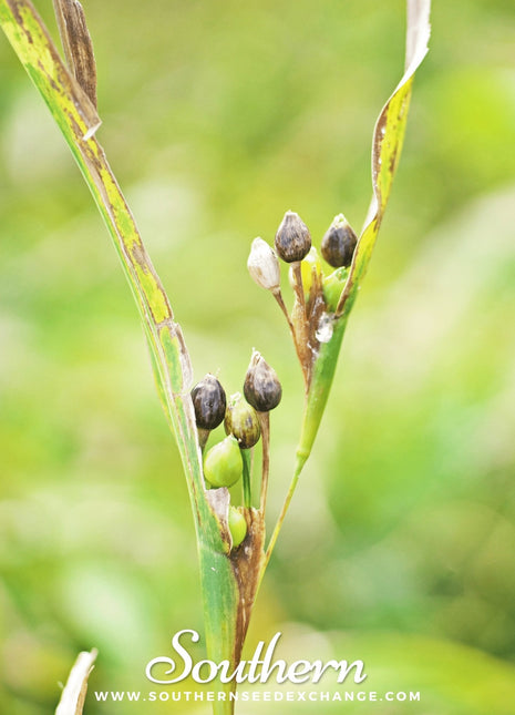 Job’s Tears – 10 Seeds