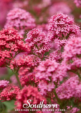 Spotted Joe Pye Weed – 100 Seeds