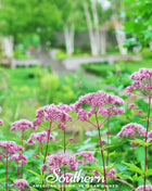 Spotted Joe Pye Weed – 100 Seeds