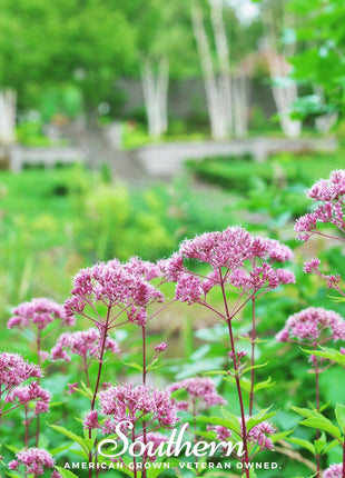 Spotted Joe Pye Weed – 100 Seeds