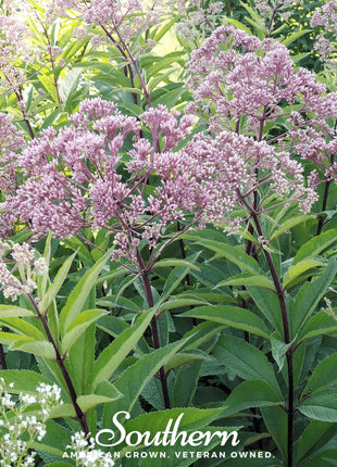 Spotted Joe Pye Weed – 100 Seeds